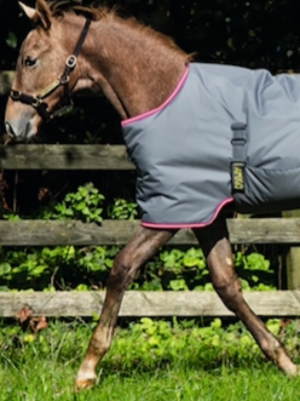 Horse Foal Winter Blanket